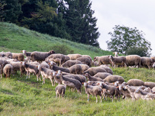 Agrofarma Červený Kameň