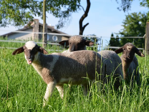 Spokojné ovečky - Agrofarma Červený kameň Spokojné ovečky - Agrofarma Červený kameň